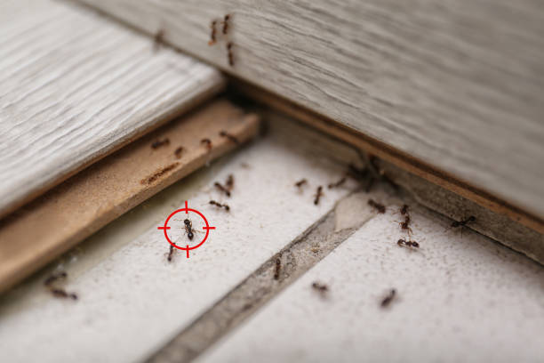 Pest Control Cost in Brewerton, NY
