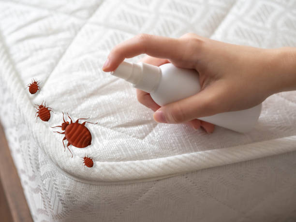 Best Wasp Removal Services  in Brewerton, NY