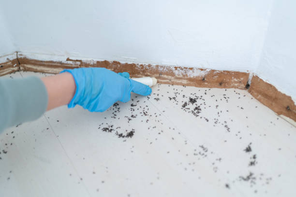 Best Affordable Pest Control Services  in Brewerton, NY